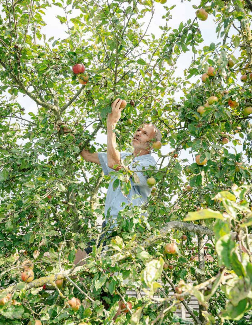 Pagina uit Fruit in de tuin: Rijpen, oogsten en bewaren, p. 116–117