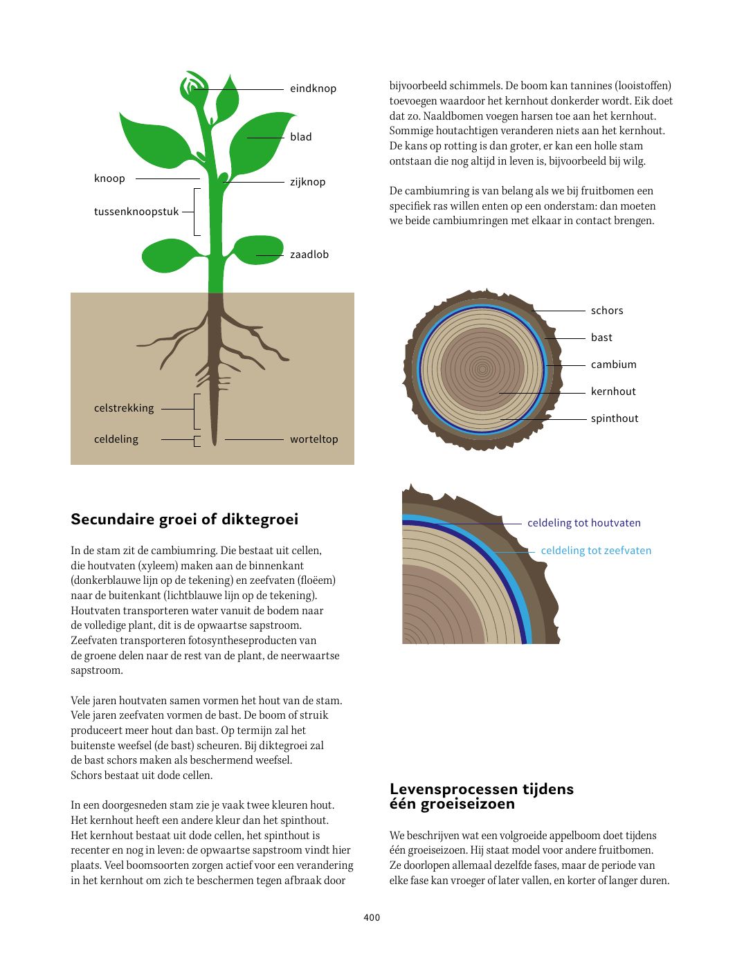 Pagina uit Fruit in de tuin: Hoe bomen groeien, p. 400–401