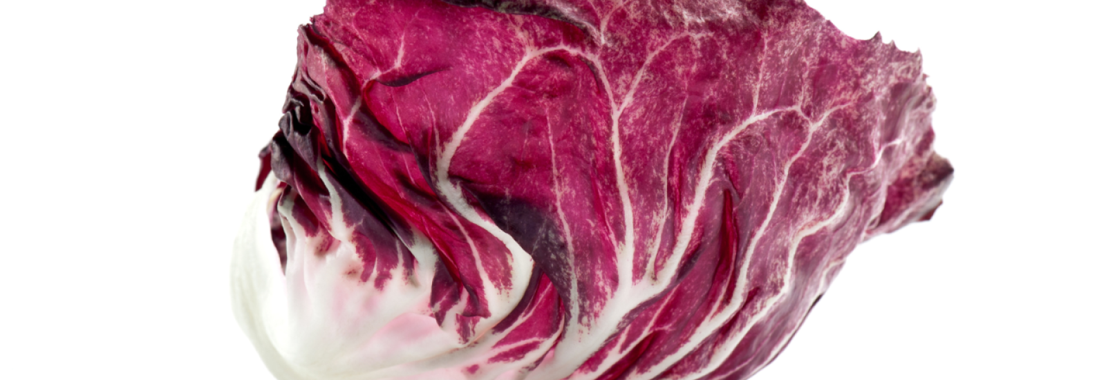 Radicchio roodlof