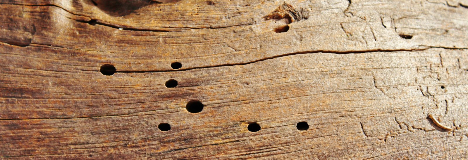 uitvliegopeningen houtworm