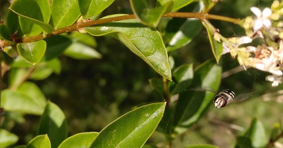 crawling ivy plant Marengo English Ivy – Wild & Son