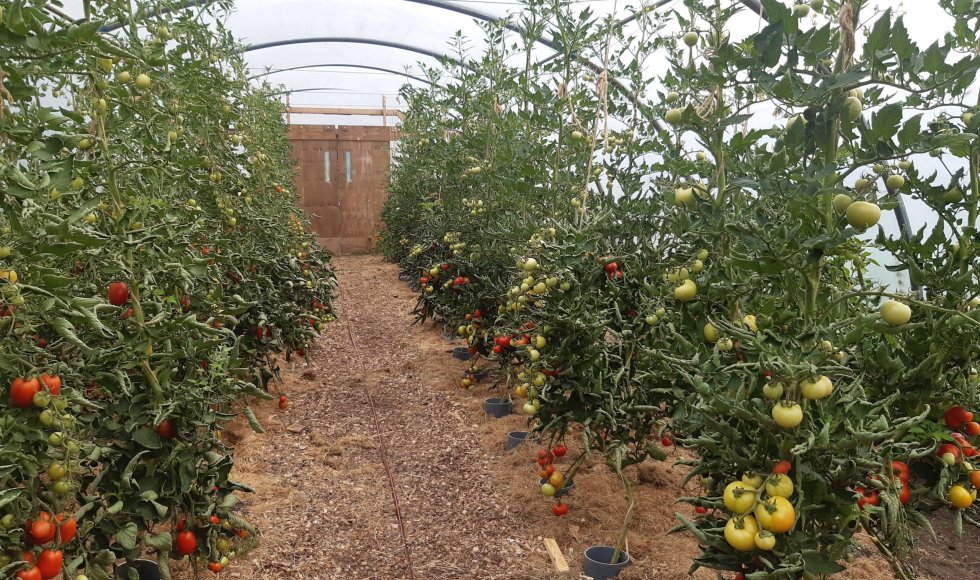 De Tuin naast de Branding