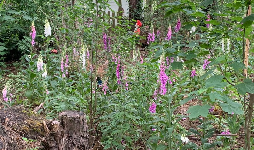 Arendonk Eglantier 1