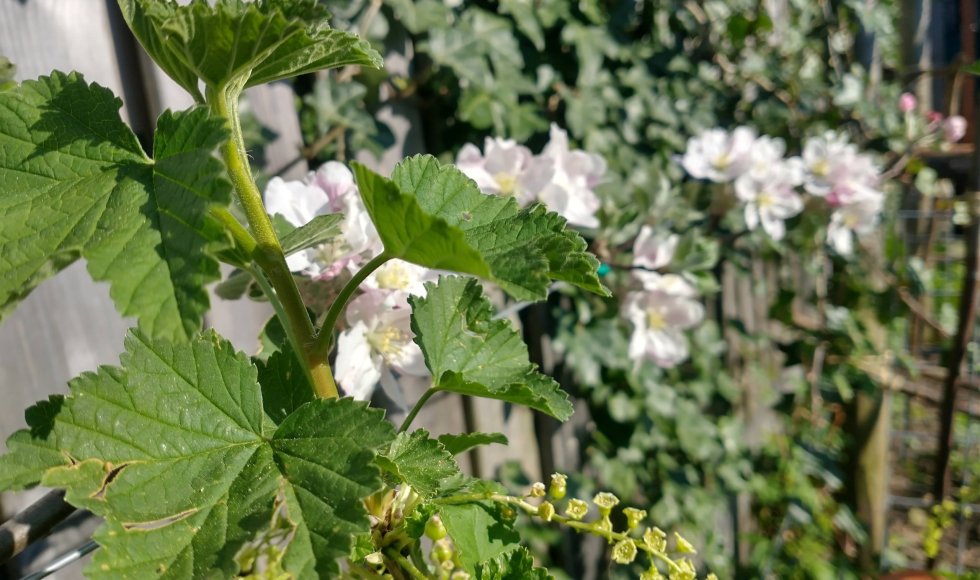 Kolibri perma-stadstuin