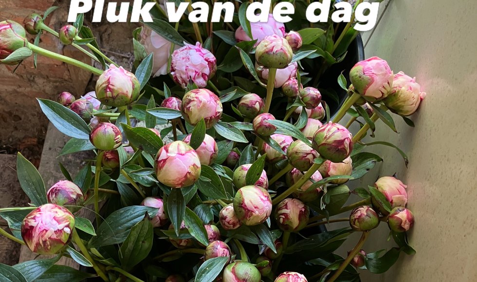 Kraakvers Bio Lier