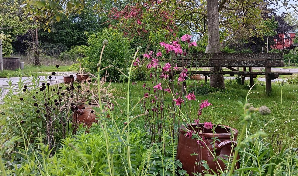 De plantenkok Lieve