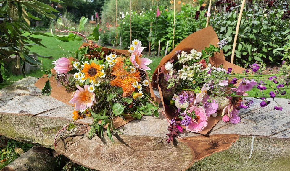 Kosmos - Slow Flower