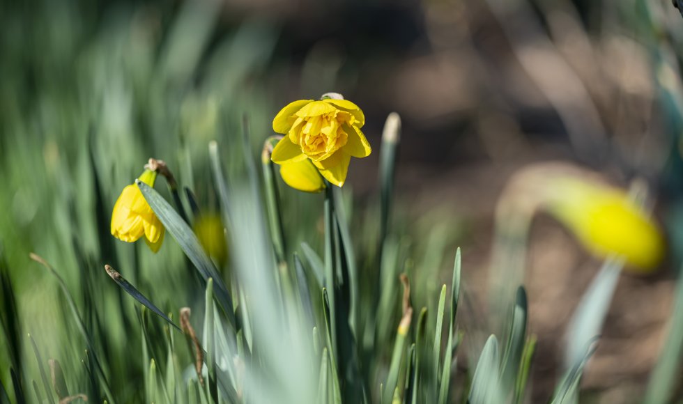 Biologische bloembollen