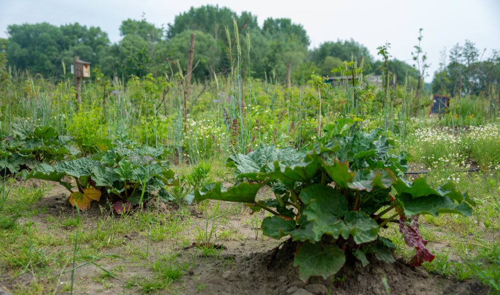 Samentuin Rossevelt_Socius