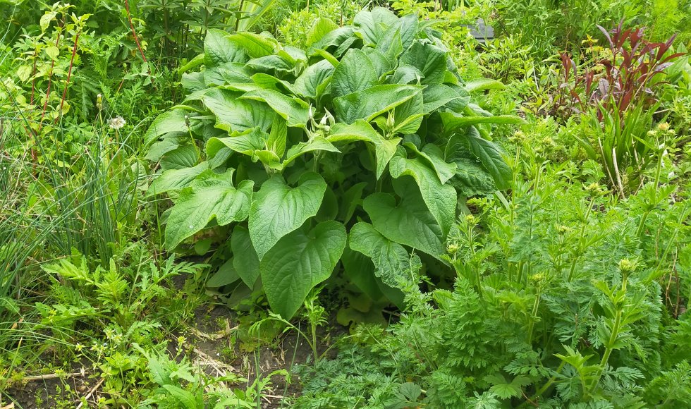 Kruiderij Hof van Eden