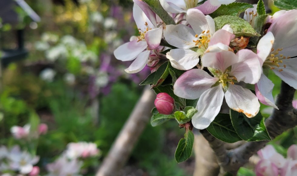 tuin van Inke Mensink en Jan Wegemans