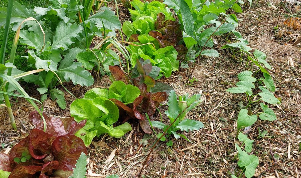 Marleen Bolle_Vignero_2023