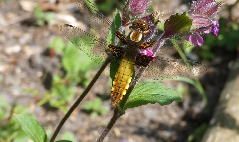 Jubbega It Skarrelhiem  3