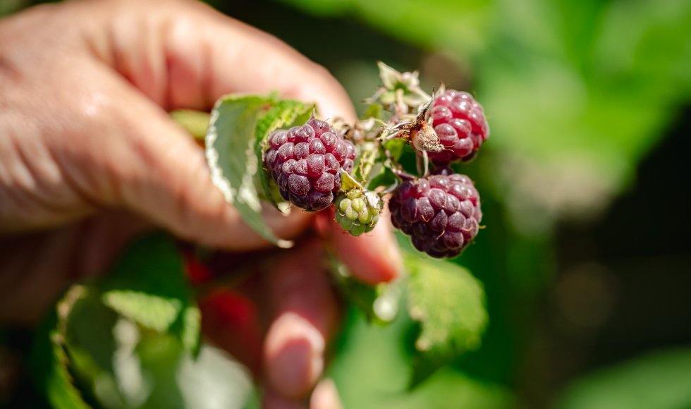 fruit plukken