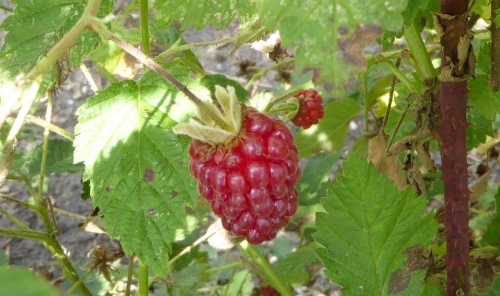 Velt-tuin Valkenswaard