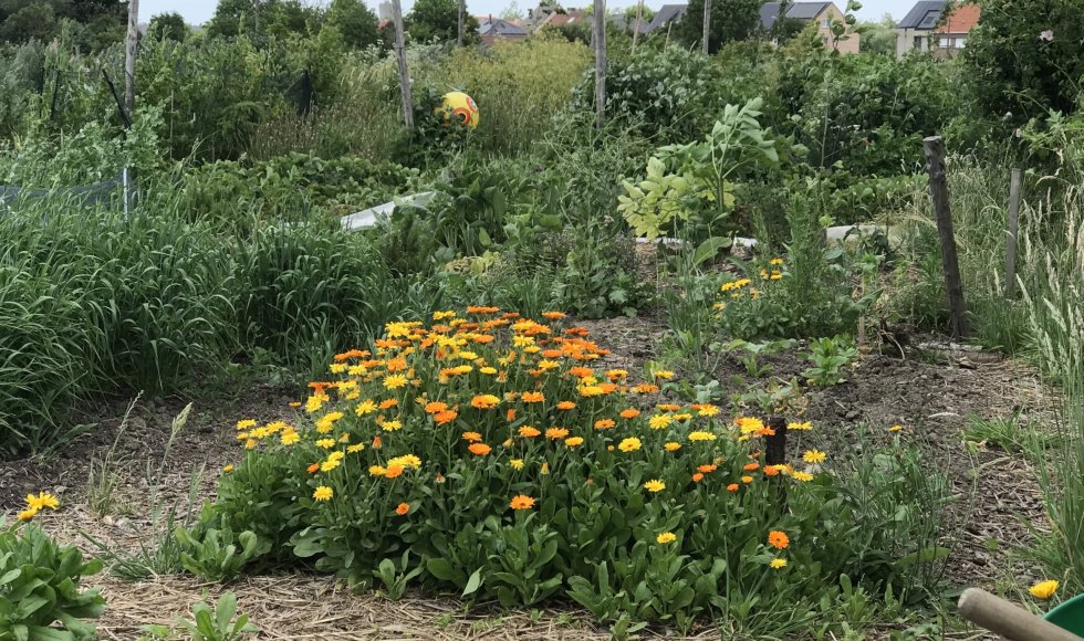 Permacultuur en voedselbos in Baasrode