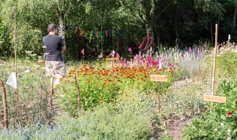 Kosmos - Slow Flower