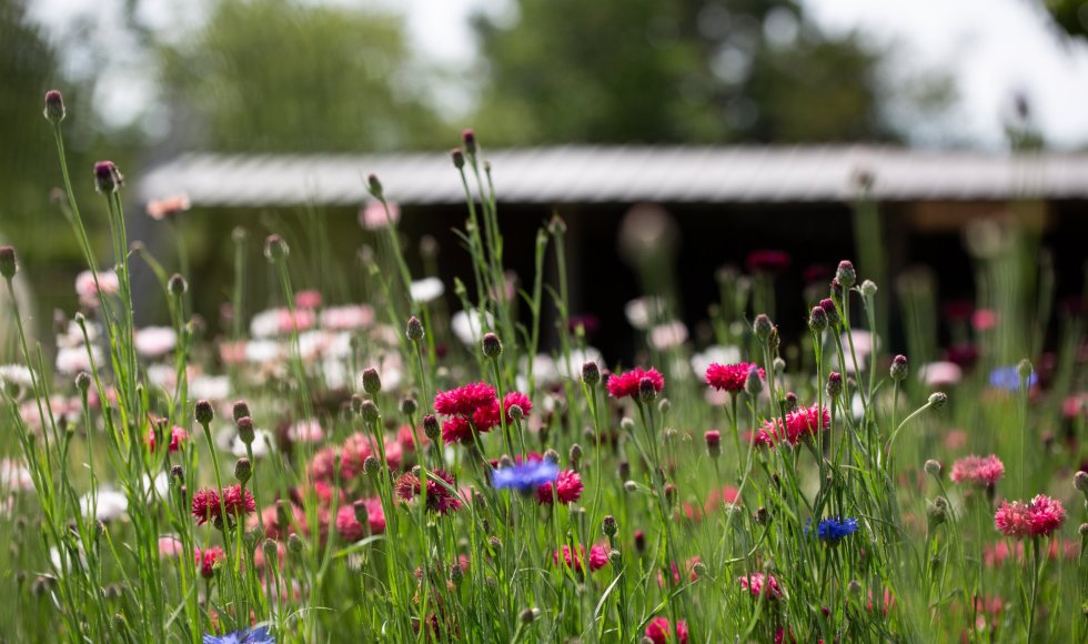 La ferme du Bois-le-Comte