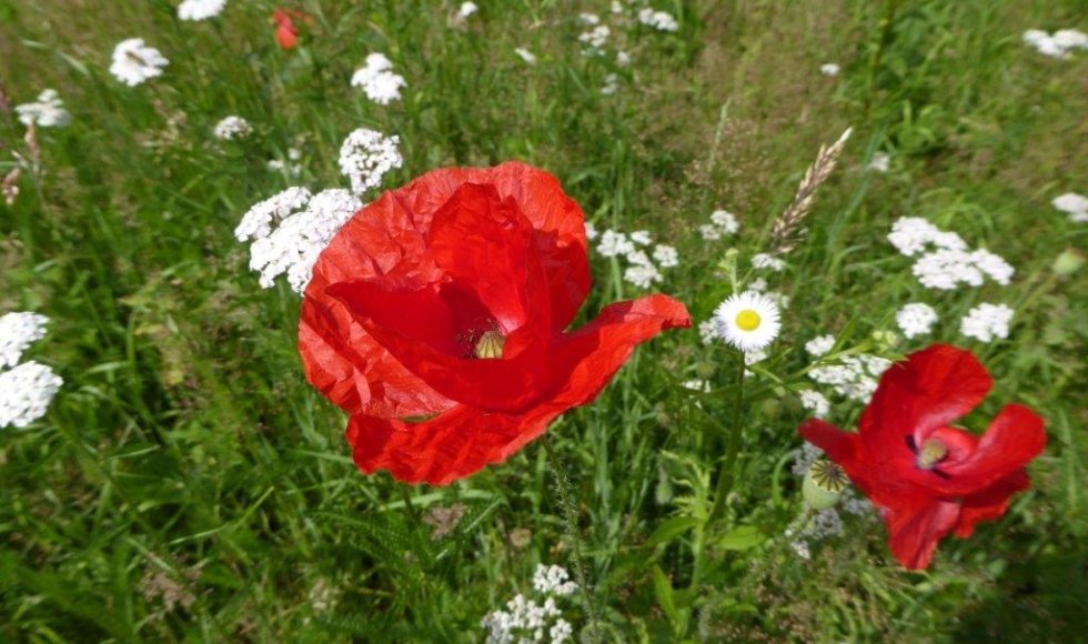 Velt-tuin Valkenswaard