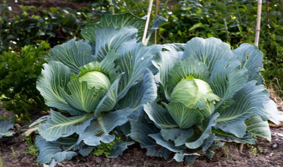 Samentuin Schootsveld