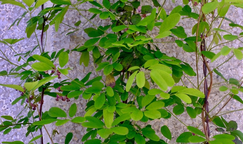 Geveltuinroute Oud-Berchem