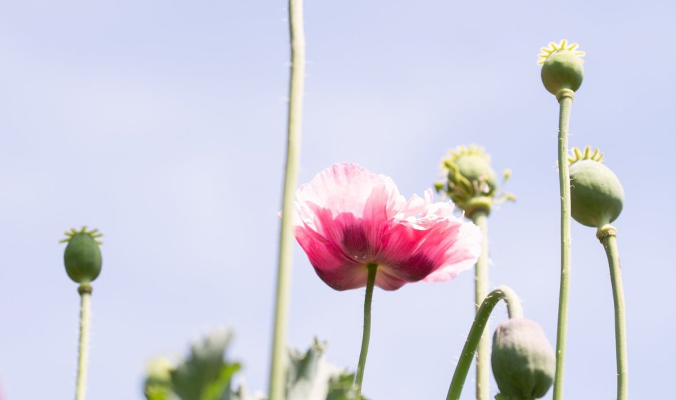 La ferme du Bois-le-Comte