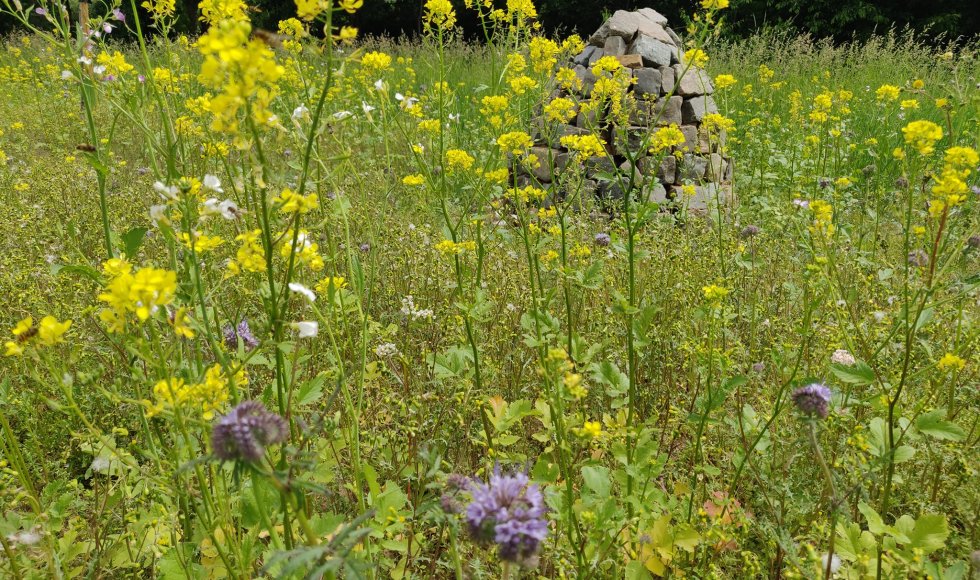 Nieuwe oude boomgaard Willem en Laura