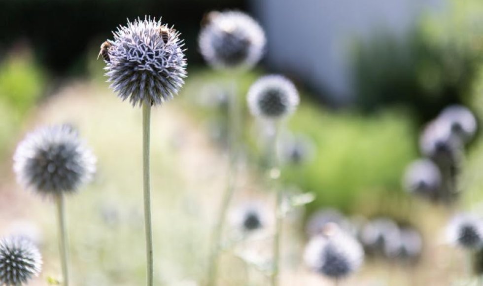 Kosmos - Slow Flower