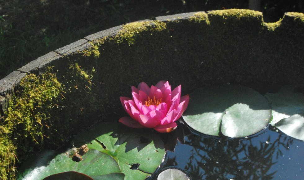 Ecotuin Anton en Lieve Buytaert-Feys