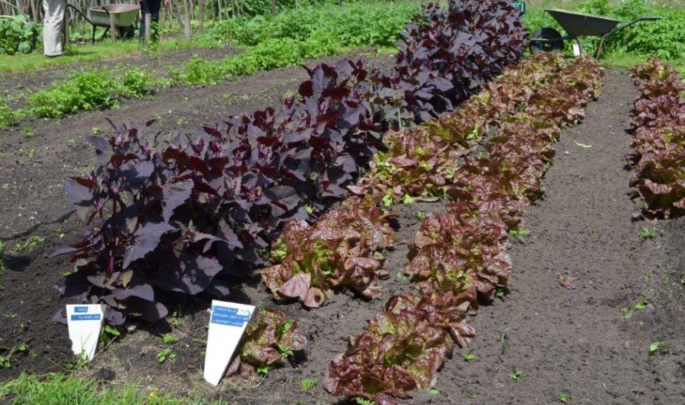 Velt-tuin Valkenswaard