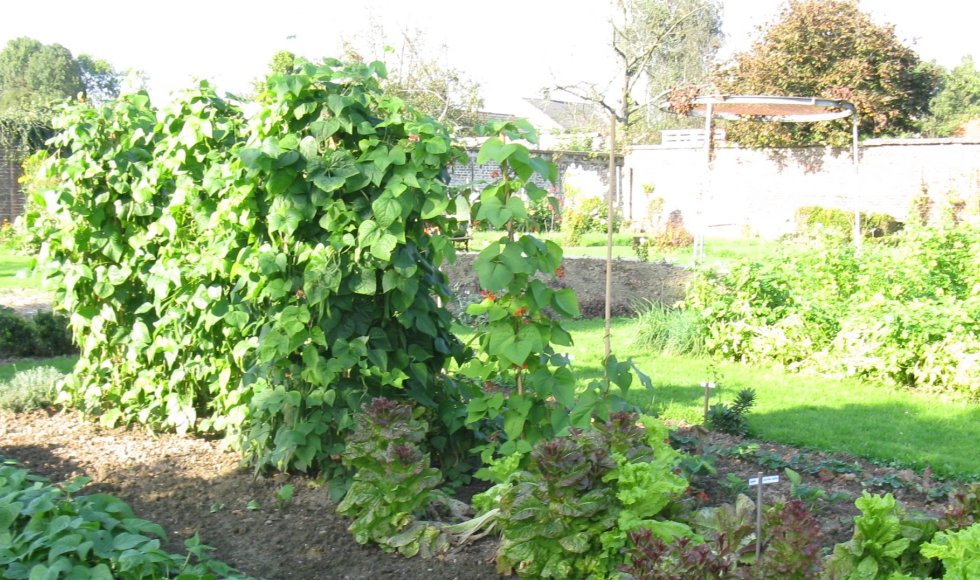 De Kwallef van Vliek