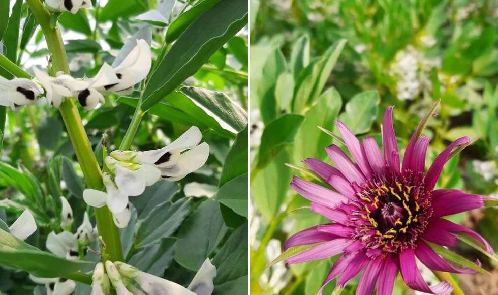 Bioboerderij 't Oostgoed