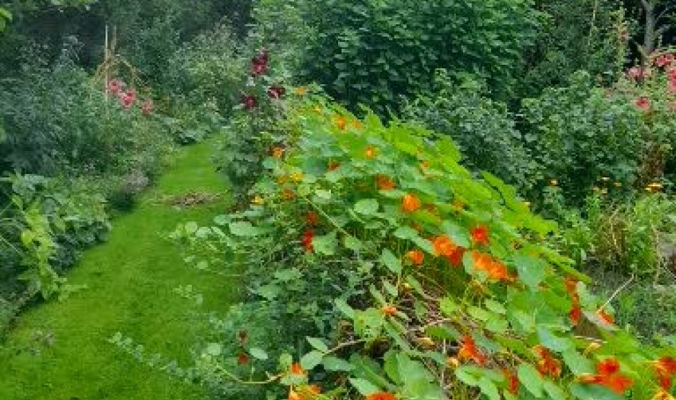 Natuurtuin Nuchter Tzum