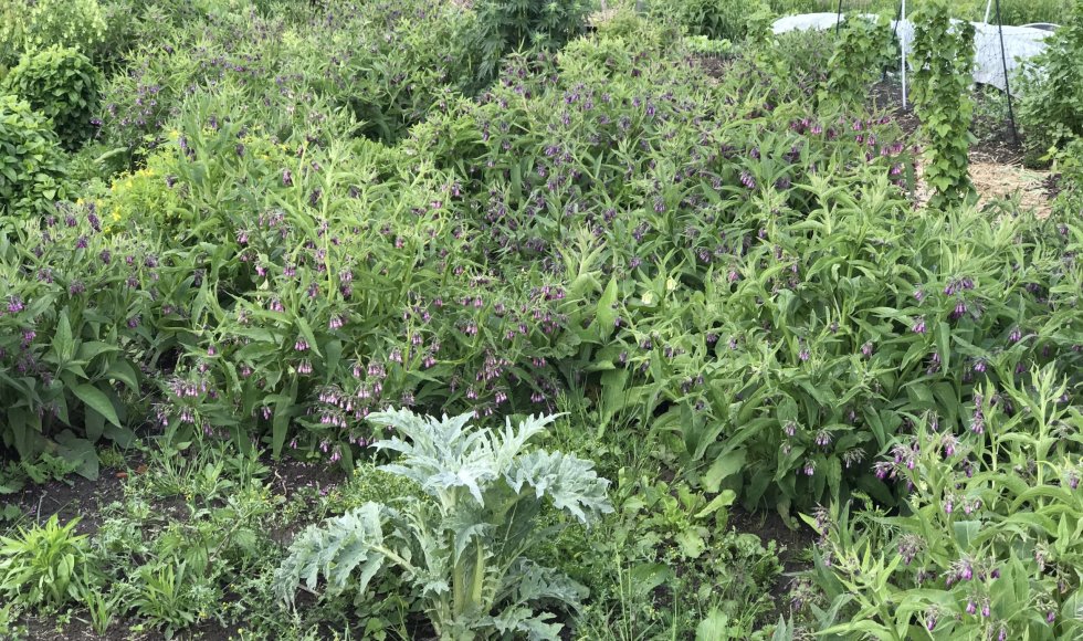 Permacultuur en voedselbos in Baasrode