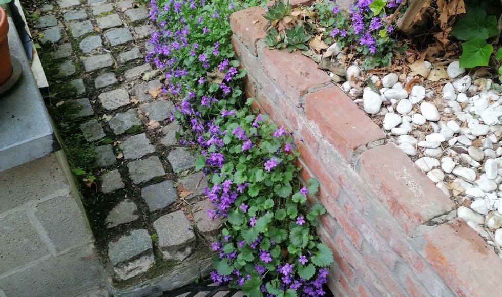 Mermaid house-garden