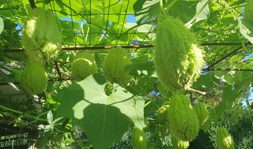Alsemberg Ecotuin Villa Panorama 3