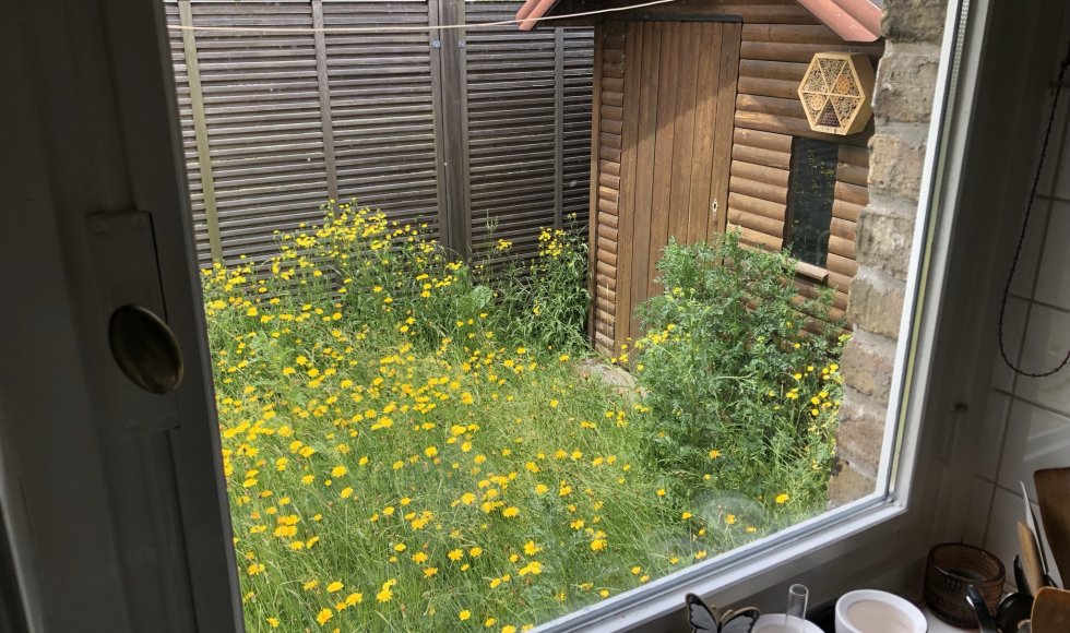 Brugge Alex’ kleine hooiland-tuintje1