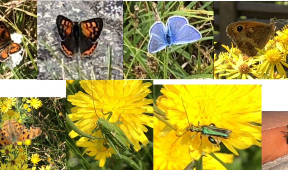 Brugge Alex’ kleine hooiland-tuintje3