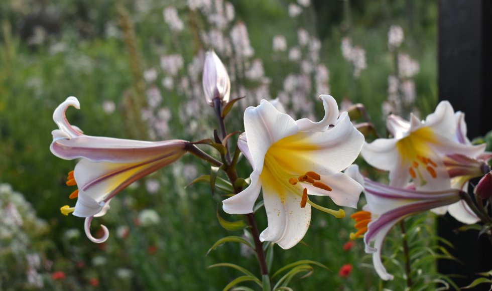 almere Ecotuin Madelon en Robert 1