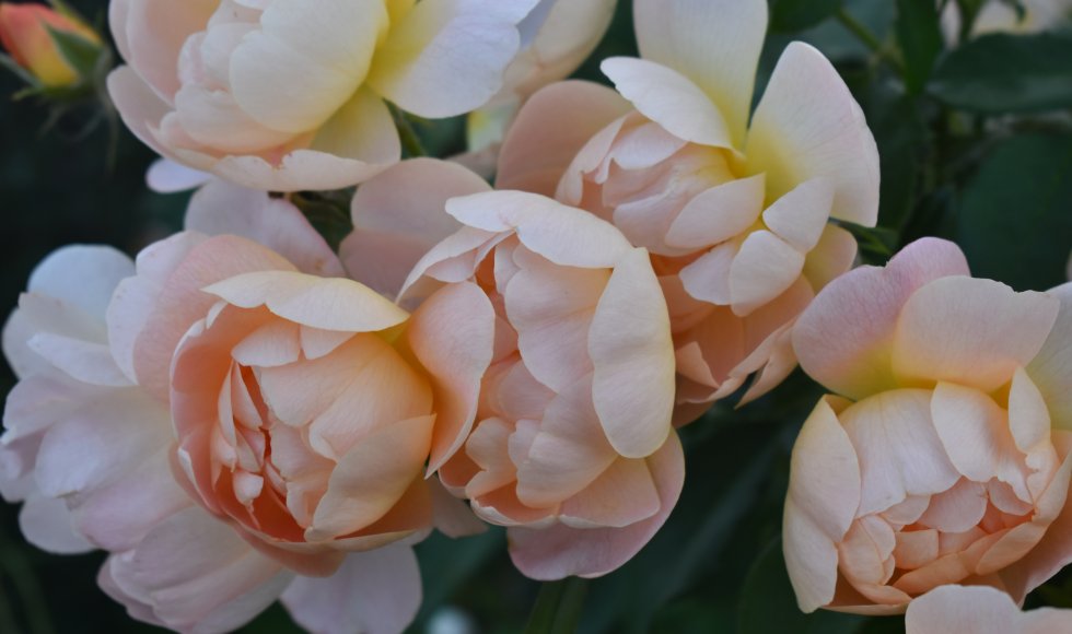almere Ecotuin Madelon en Robert 1