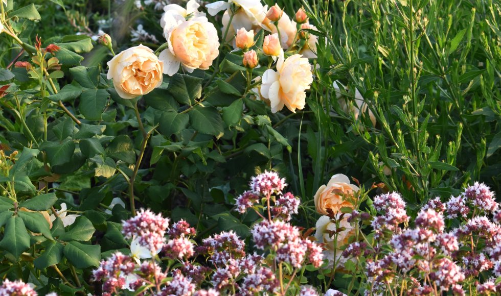 almere Ecotuin Madelon en Robert 1