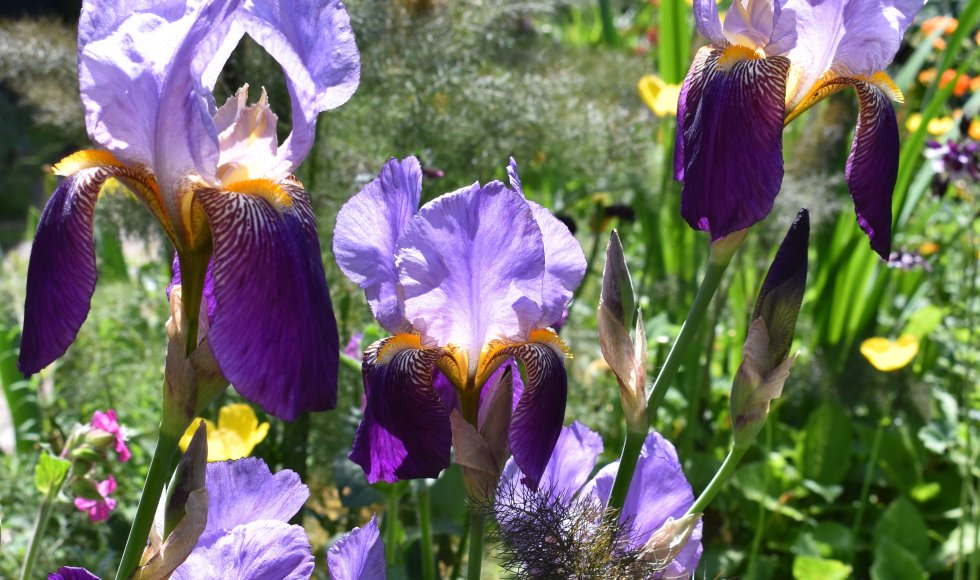 almere Ecotuin Madelon en Robert 1