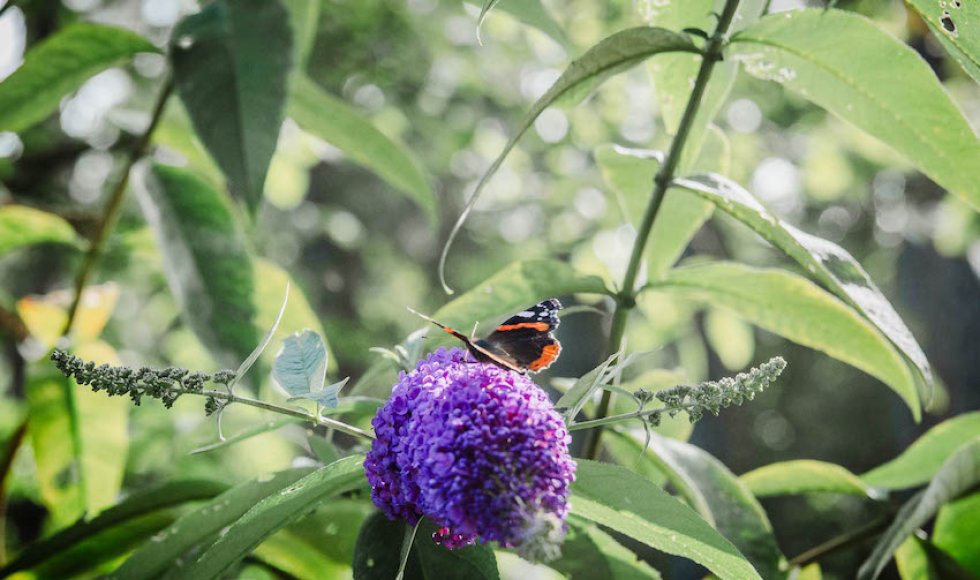 Arendonk Egelantier 13