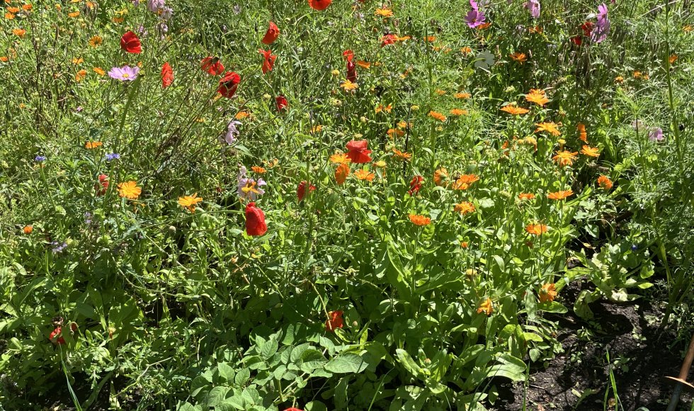 Arendonk Egelantier 14