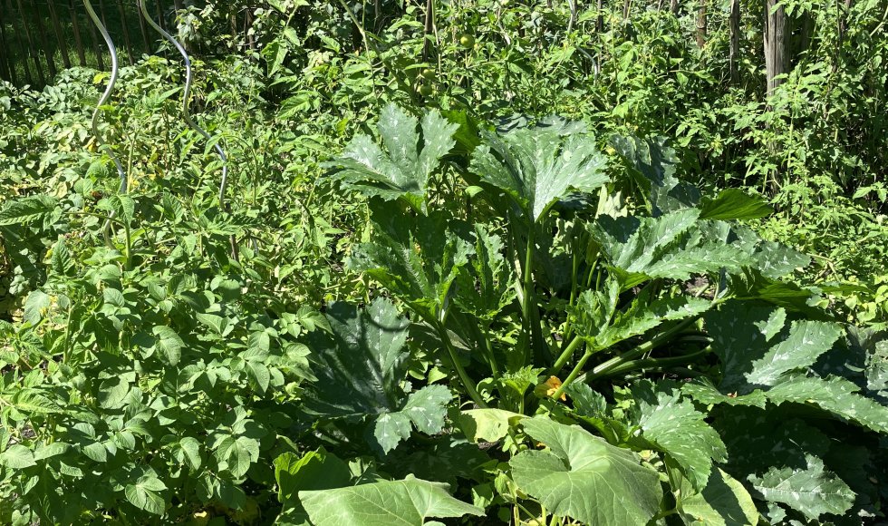 Arendonk Egelantier 15