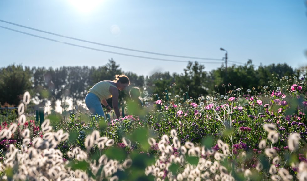 Assenede bloemenpluktuin plakpolder 2
