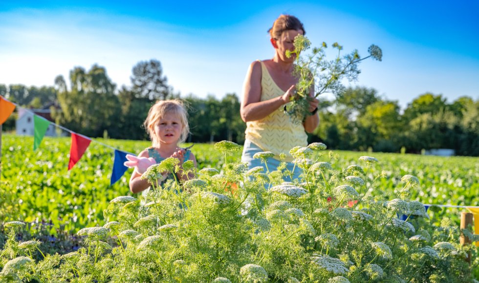 Assenede bloemenpluktuin plakpolder 3