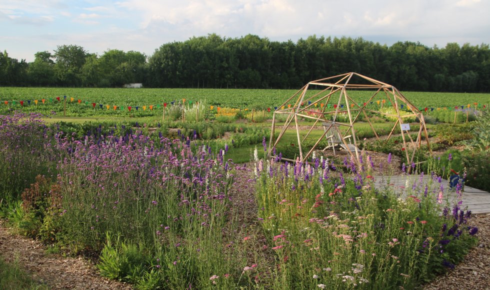 Assenede bloemenpluktuin plakpolder 5