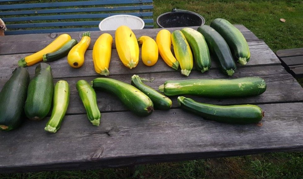 Velt-tuin Valkenswaard