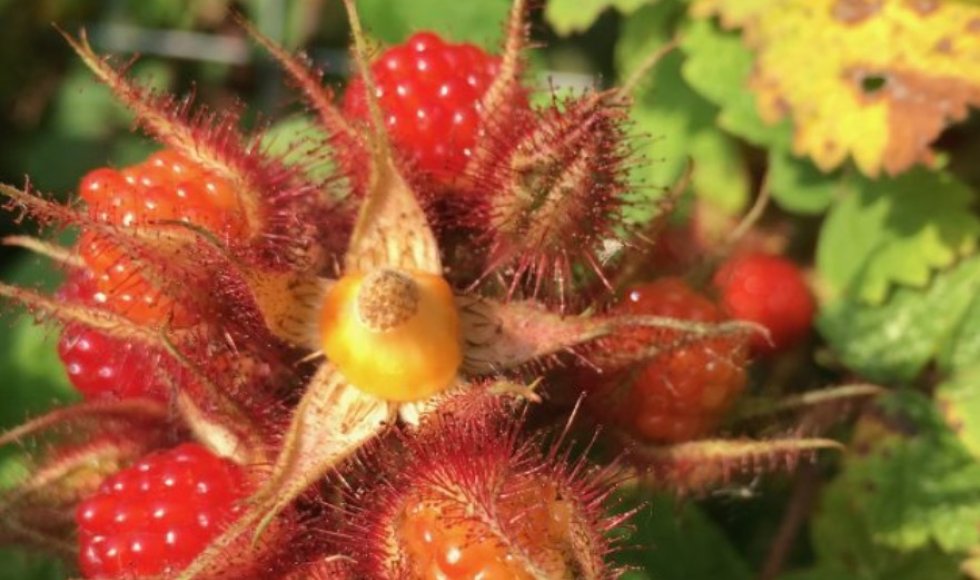 Boerderij de Notelaar